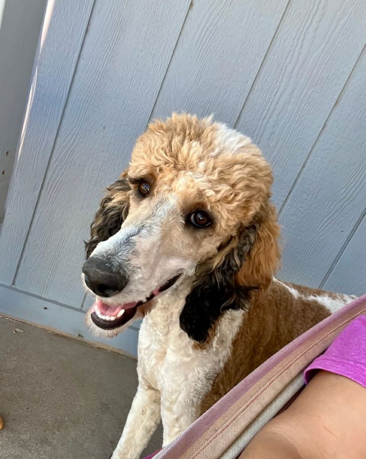 LUCY - ADOPTION IN PROCESS - Poodle (Standard) available for adoption