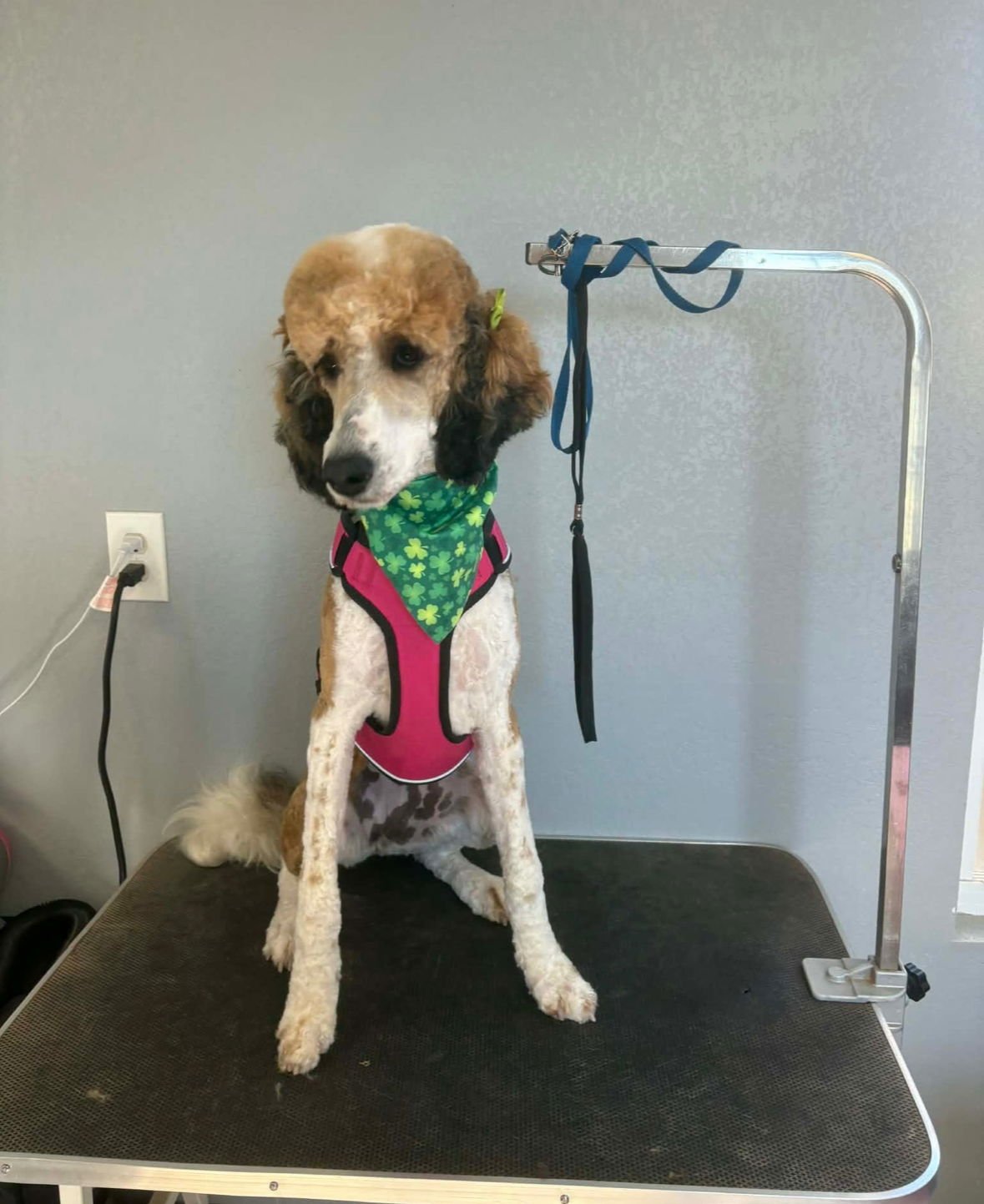 LUCY - ADOPTION IN PROCESS - Poodle (Standard) available for adoption