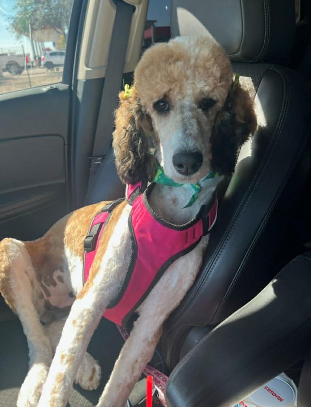 Lucy - ADOPTION IN PROCESS - Photo 3