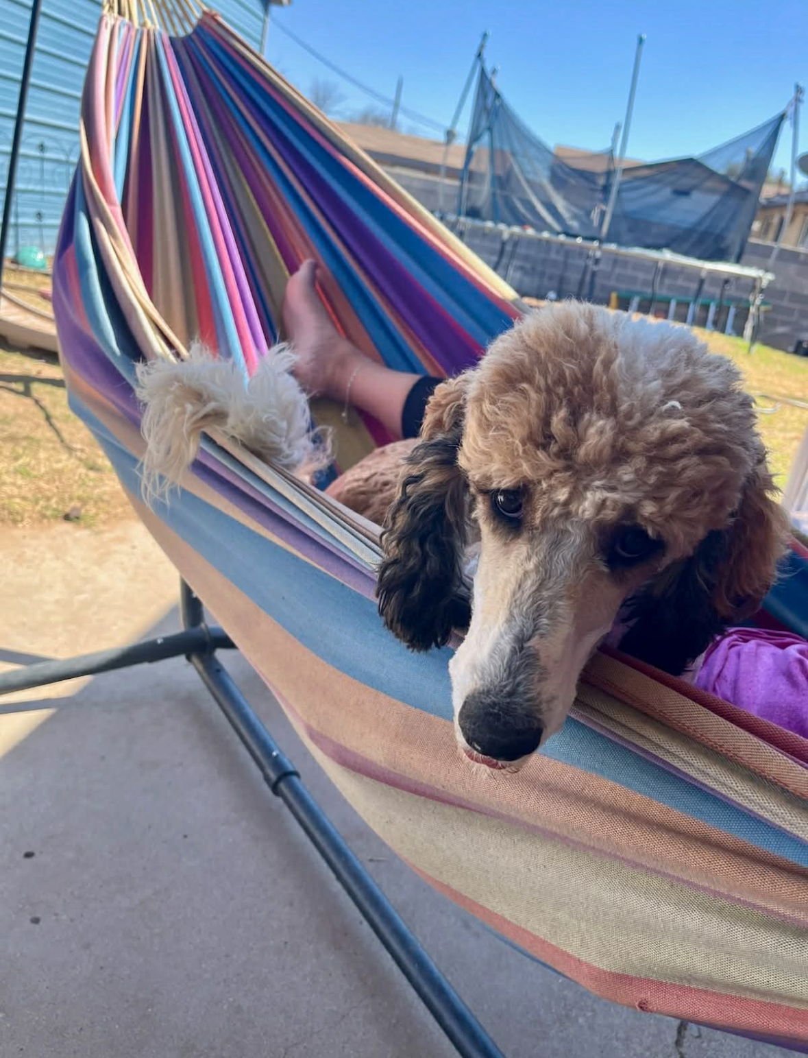 Lucy - ADOPTION IN PROCESS - Photo 4