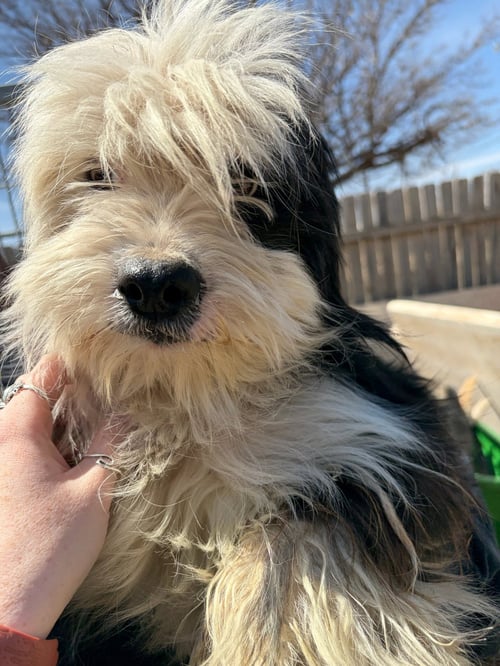 SPONSOR ME - PRINCE - ADOPTION IN PROCESS - Maltese / Schnauzer available for adoption