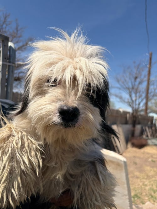 SPONSOR ME - PRINCE - ADOPTION IN PROCESS - Maltese / Schnauzer available for adoption