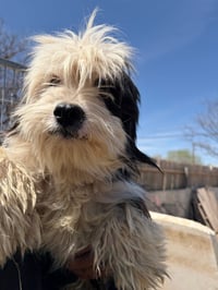 SPONSOR ME - Prince - ADOPTION IN PROCESS - Photo 3