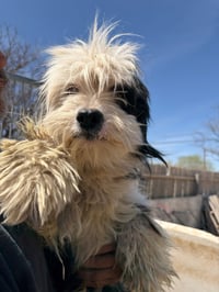 SPONSOR ME - Prince - ADOPTION IN PROCESS - Photo 4