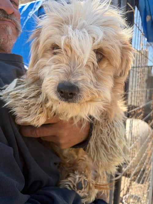 CARTIER - Yorkshire Terrier Yorkie / Poodle (Miniature) available for adoption