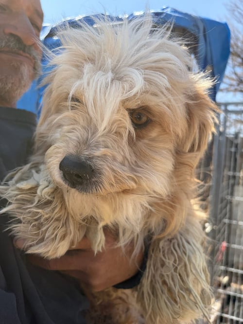 CARTIER - Yorkshire Terrier Yorkie / Poodle (Miniature) available for adoption
