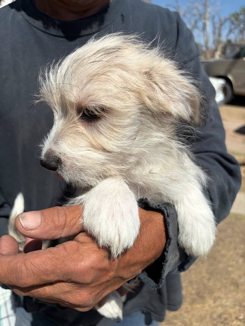 KERMIT - Dachshund / Terrier available for adoption