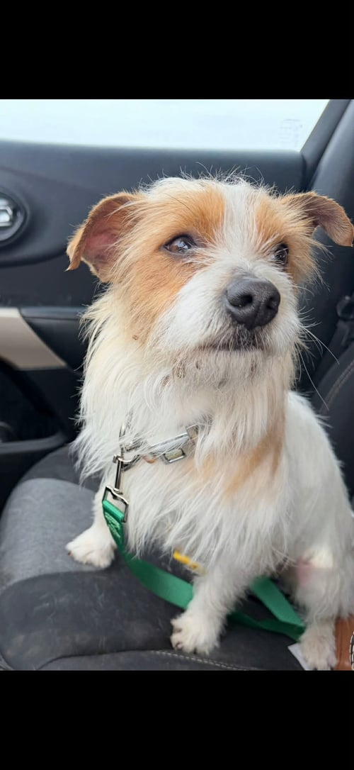 MACARONI - ADOPTION IN PROCESS - Terrier available for adoption
