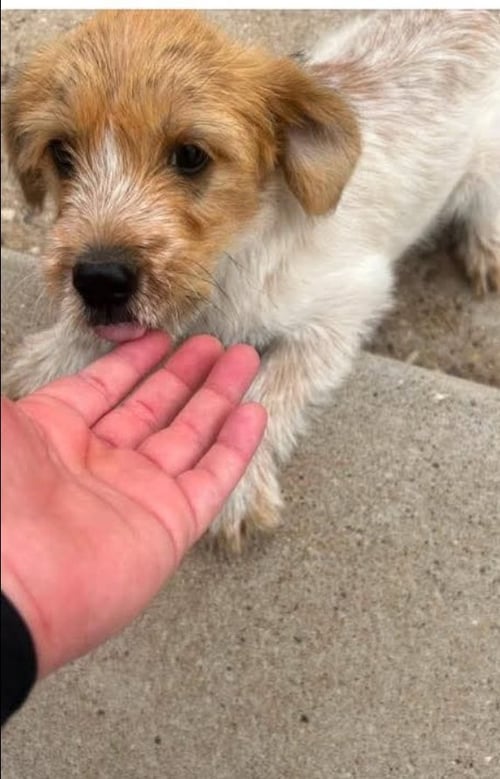 LOUIE - Terrier for adoption in Milwaukee