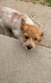 Louie - ADOPTION IN PROCESS - Photo 3