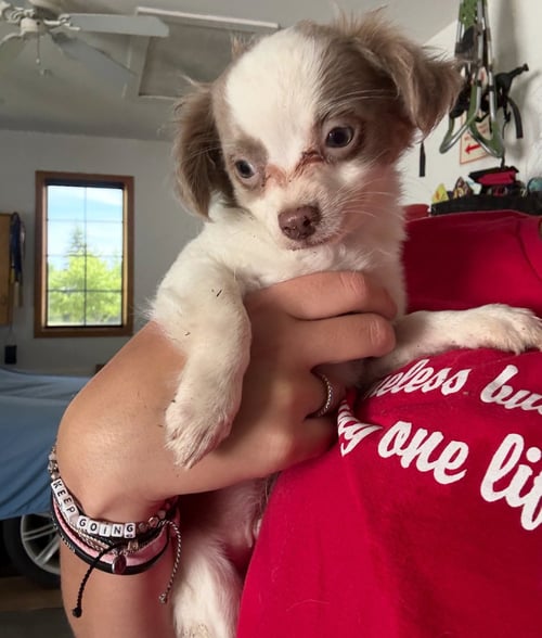 MAX - ADOPTION IN PROCESS - Chihuahua / Pomeranian available for adoption