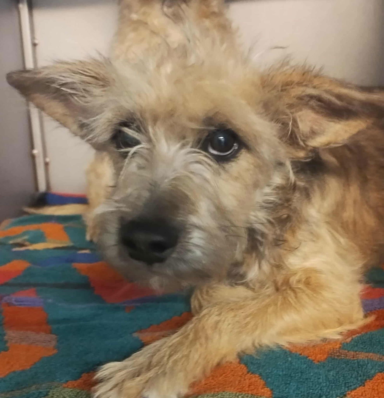 TRISTAN - ADOPTION IN PROCESS - Yorkshire Terrier Yorkie / Schnauzer available for adoption