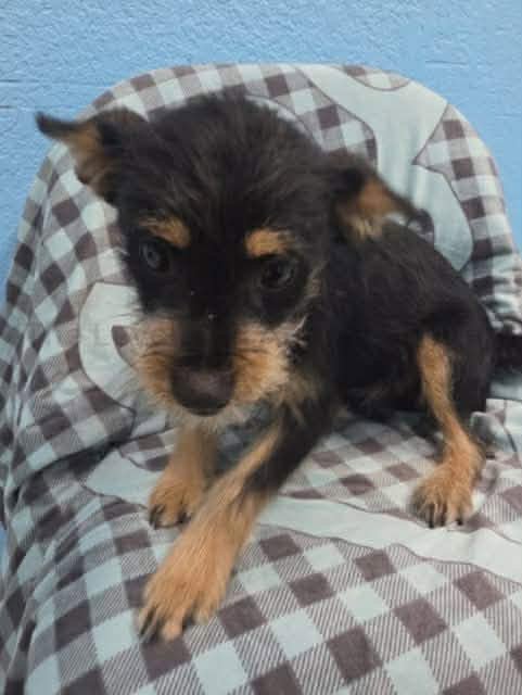 FOSTER ME - Charlie Image