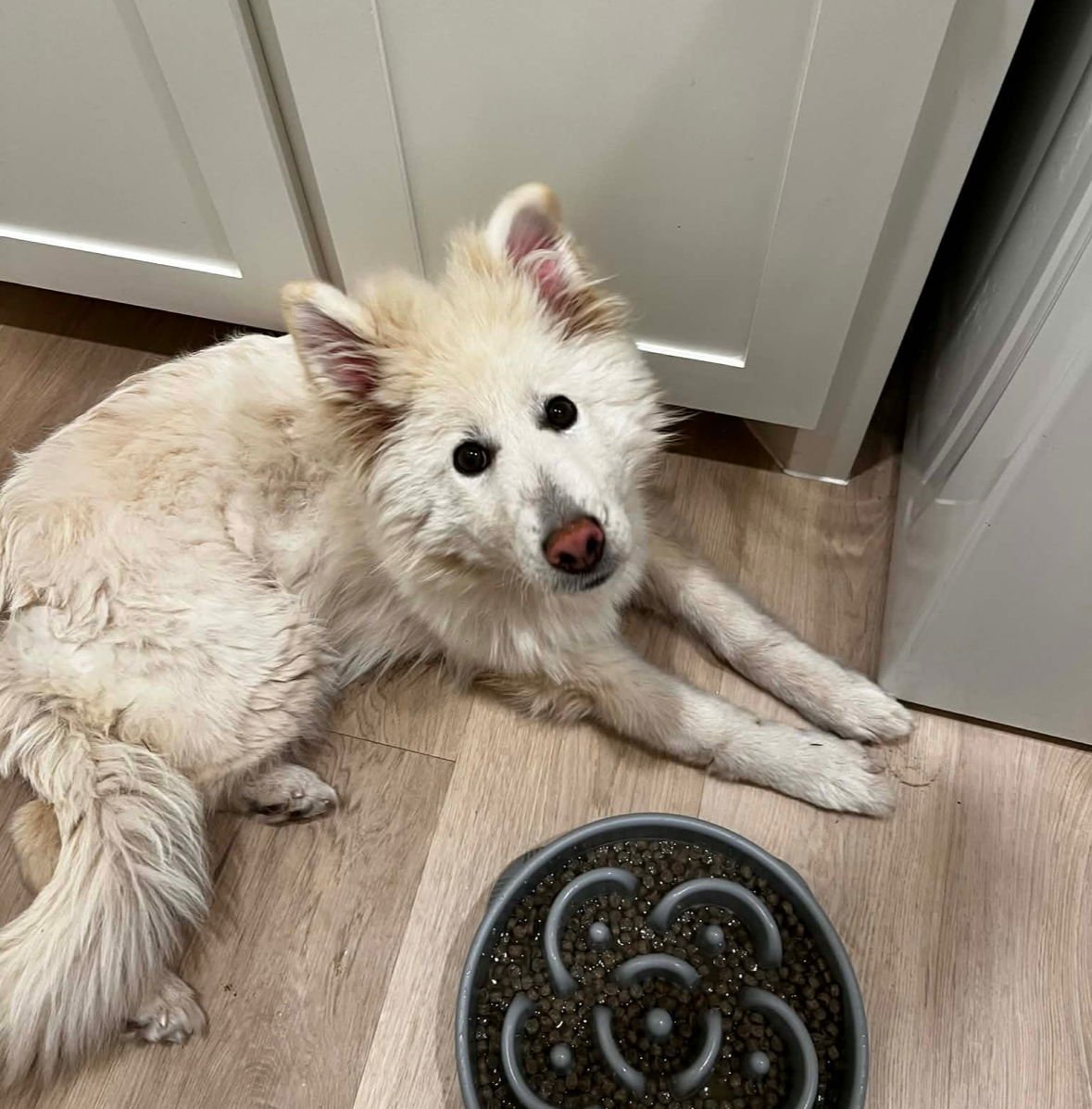 FOXY - ADOPTION IN PROCESS - Great Pyrenees / Husky available for adoption