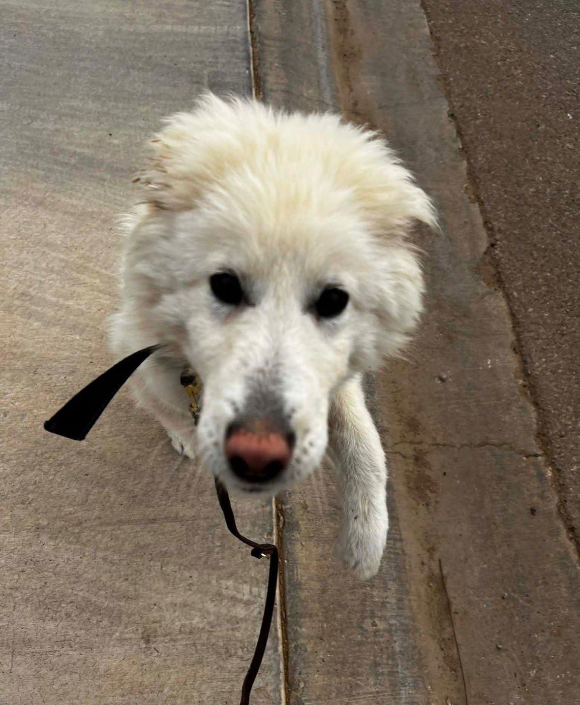 FOXY - ADOPTION IN PROCESS - Great Pyrenees / Husky available for adoption