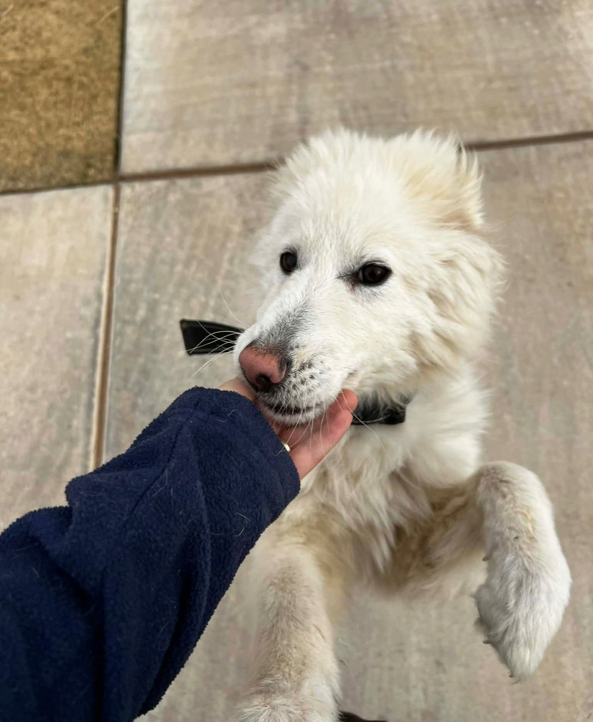 Foxy - ADOPTION IN PROCESS - Photo 3