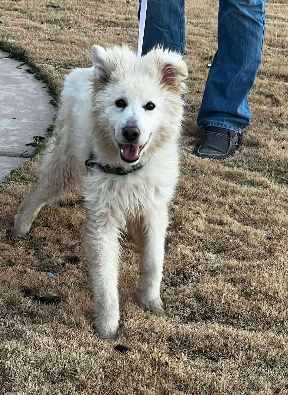 Foxy - ADOPTION IN PROCESS - Photo 4