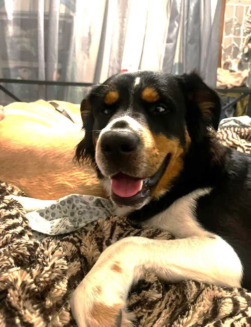 CINCH - Australian Shepherd available for adoption
