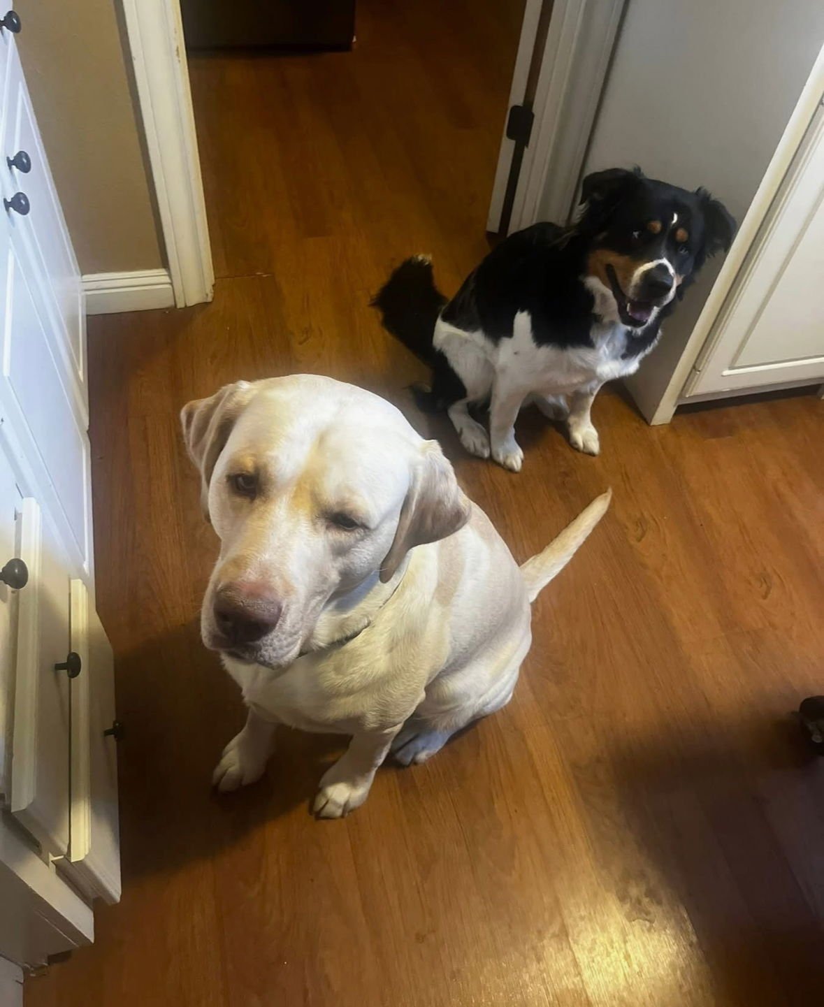 CINCH - Australian Shepherd available for adoption