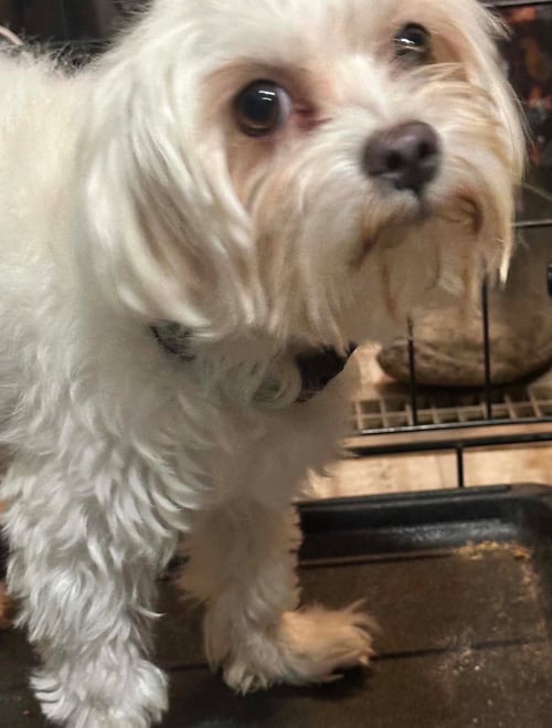 MOJO - ADOPTION IN PROCESS - Maltese for adoption in Milwaukee