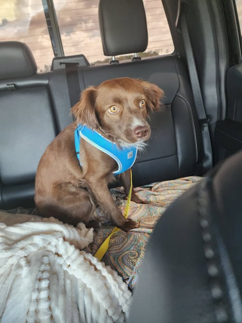IZZY - ADOPTION IN PROCESS - Australian Shepherd available for adoption