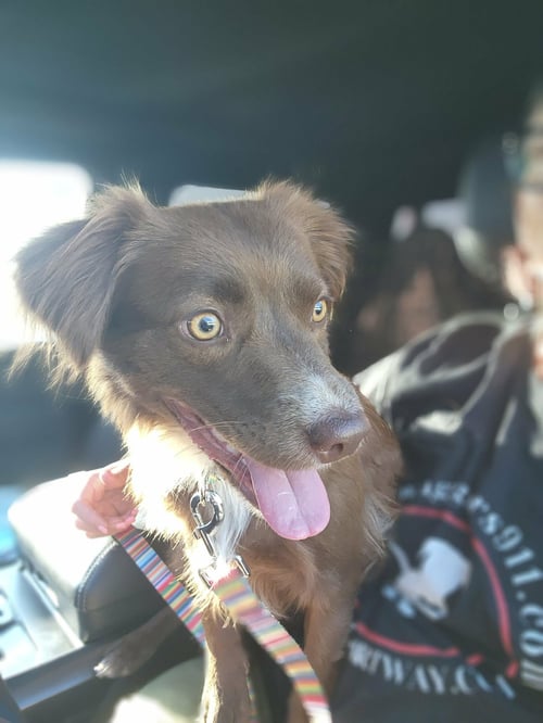 IZZY - ADOPTION IN PROCESS - Australian Shepherd available for adoption