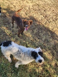 Izzy - ADOPTION IN PROCESS - Photo 3