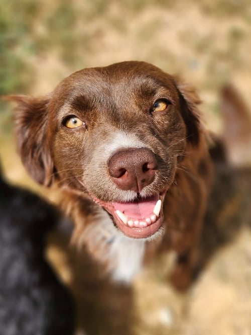 IZZY - ADOPTION IN PROCESS - Australian Shepherd available for adoption