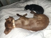 Izzy - ADOPTION IN PROCESS - Photo 4