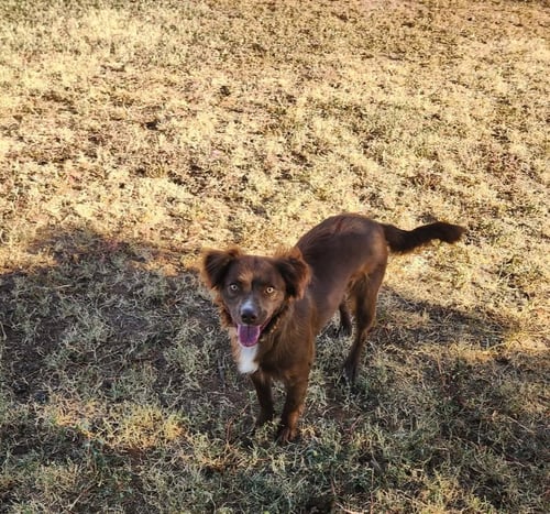 IZZY - ADOPTION IN PROCESS - Australian Shepherd available for adoption