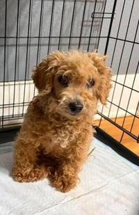 Honey - ADOPTION IN PROCESS - Photo 1