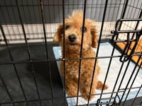 Honey - ADOPTION IN PROCESS - Photo 2