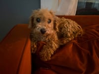 Honey - ADOPTION IN PROCESS - Photo 3