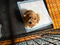 Honey - ADOPTION IN PROCESS - Photo 4