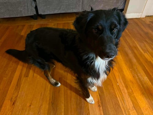 PRESTON - Australian Shepherd / Border Collie available for adoption