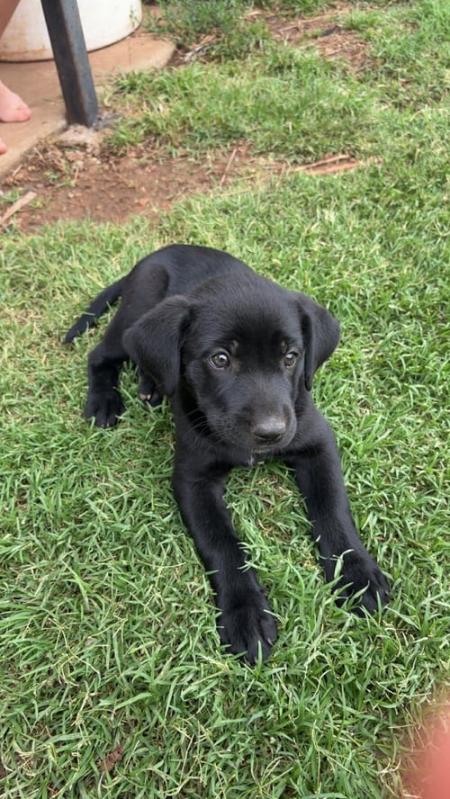 LEILA - ADOPTION IN PROCESS - Labrador Retriever for adoption in Milwaukee