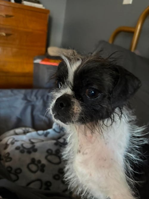 INDIE - ADOPTION IN PROCESS - Boston Terrier available for adoption