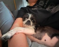 Indie - ADOPTION IN PROCESS - Photo 4