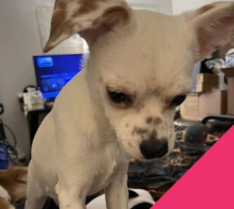 DOTTIE - Rat Terrier / Chihuahua available for adoption