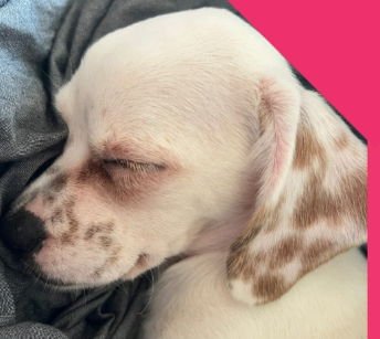 DOTTIE - Rat Terrier / Chihuahua available for adoption