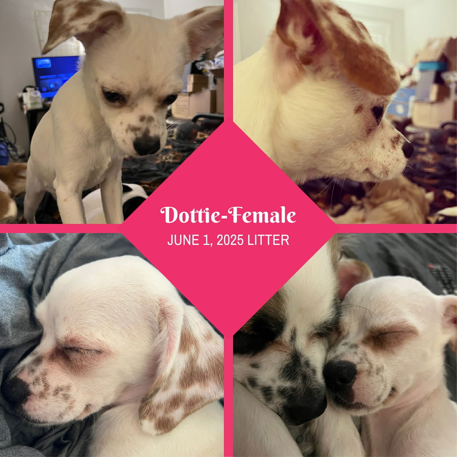 Dottie - Photo 3