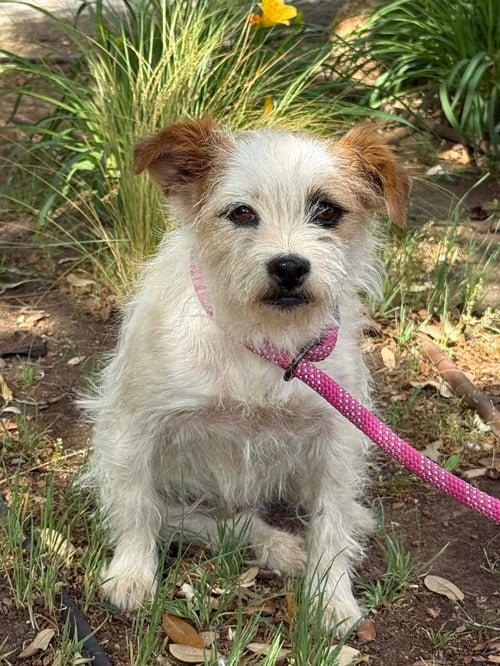 MILLIE - ADOPTION IN PROCESS - Jack Russell Terrier for adoption in Milwaukee