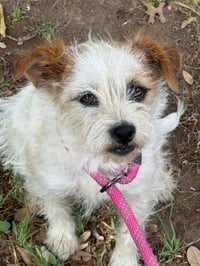 Millie - ADOPTION IN PROCESS - Photo 2