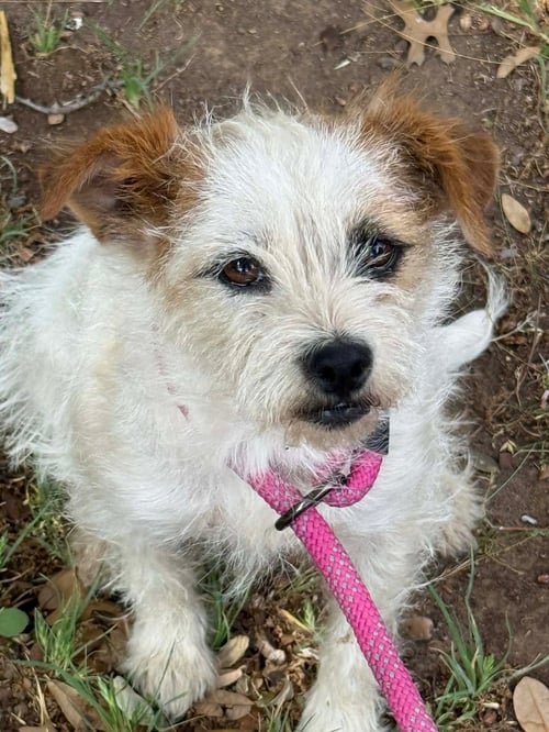 MILLIE - ADOPTION IN PROCESS - Jack Russell Terrier available for adoption