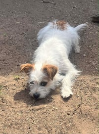 Millie - ADOPTION IN PROCESS - Photo 3