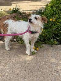 Millie - ADOPTION IN PROCESS - Photo 4