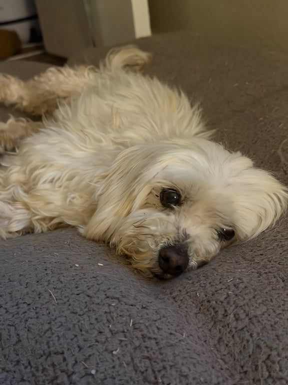 Benny Blanco - ADOPTION IN PROCESS Image