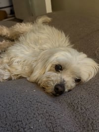 Benny Blanco - ADOPTION IN PROCESS - Photo 1