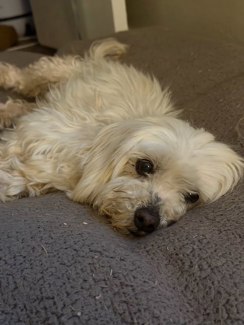 BENNY BLANCO - ADOPTION IN PROCESS - Maltese available for adoption