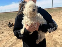 Benny Blanco - ADOPTION IN PROCESS - Photo 4